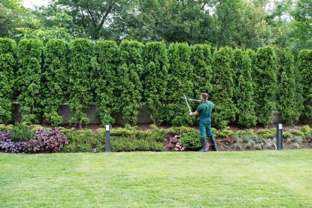 Best Affordable Tree Service  in Cheltenham Village, PA